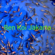 ikan koi burayak doitsu Anakan import 3 cm up