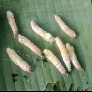 kepompong ulat daun pisang - kepompong cangcilung - pakan ikan