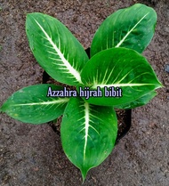 tanaman hias daun diven gurita