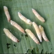 TERLARIS kepompong ulat daun pisang - kepompong cangcilung - pakan ikan Selamat Berbelanja