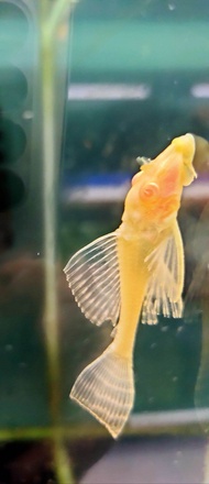 Albino Sailfin Pleco catfish 红眼女王 3ekor 4-5cm catfish live fish