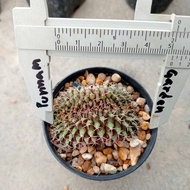 🌵💥 ยิมโนคริส 💥🌵  Gymnocalycium cristata  ไม้เมล็ด ขนาด 4-5 ซม. ต้นกระบองเพชร ต้นแคคตัส (แคคตัส กระบองเพชร)