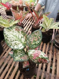 bibit bunga aglonema three colour