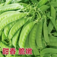 Soft Pods Dutch Bean Seeds Spring Autumn Four Seasons Sowing Large Pods Vegetable Peas Peas Angle Se