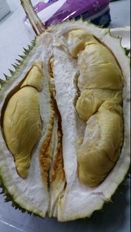 ANAK POKOK DURIAN D160 MUSANG QUEEN (TEKKA)