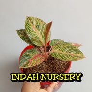 new bibit tanaman bunga aglonema hughes super_indah nursery best