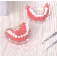 Four removable implant nails model half-mouth implant practice model Dental teeth Oral teaching mode