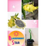 Yellow dragon fruit live plant * Pokok buah naga kulit kuning * 黄皮龙珠果苗