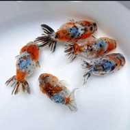 Ikan Koki Ranchu Pancawarna