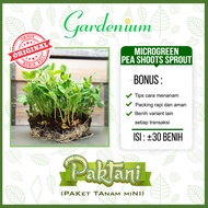 30 Benih Microgreen Pea Shoot Sprout Kacang Polong Dou Miao Benih Unggul Paktani