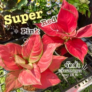 (ส่งไว)ต้นซุปเปอร์เรด / ต้นซุปเปอร์พิ้งค์ (Aglaonema “super red / super pink”) ฟอร์มสวย ต้นไม้ฟอกอากาศ ต้นไม้มงคล(ต้นไม้ส่งทั้งกระถาง)