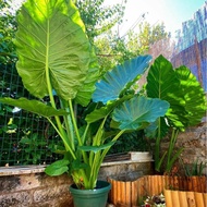 Anak Pokok Keladi Telinga Gajah / Alocasia Odora/ Keladi Jumbo / Keladi Besar