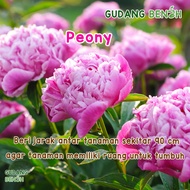 Isi 6 Benih Bibit Tanaman Bunga Peony Cantik Pilihan Terbaik