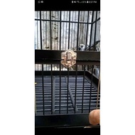 Cage Door Lock/Cage Bottom Lock Multifunction Clamp Lock