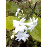 ANOR - Anak Pokok Bunga Melur Susun kampung/ Jasmine Plantt Sapling