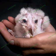 Terlaris baby tyto alba / burung lolohan / burung hantu barn owl