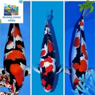 LIMITED EDITION KOI SHOWA UTSURI BLITAR F1 15-20 Cm