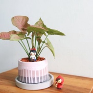 粉紅合果芋 • 紫映天空水泥盆栽 可客製化