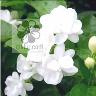 MM-Double layer jasmine live plant / Anak Pokok Bunga Melur susun kampung