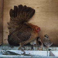 Ayam Hias / Ayam Kate / Kate Ceper