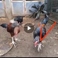 Jual Ayam pelung asli anakan sepasang Murah