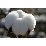 COTTON SEED`S (BULAK) DWARF