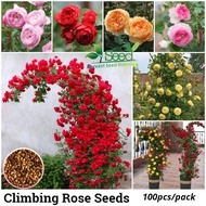 Kadar kecambah 98% Climbing Rose benih (50 biji/bag Mix Color) Flower Seeds for Gardening Bonsai Tre