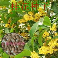 Benih Osmanthus Kayu gaharu osmanthus emas Benih pokok osmanthus Ogos Benih pokok osmanthus Benih em