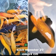 IKAN KOI GRAB/GOSEND - IKAN KOI BLITAR / BIBIT MONSTER EL09I09A82L