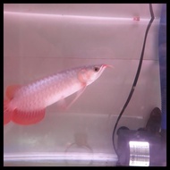 Promo Arwana Super Red , Arowana Super Red, Arwana Sr 12Cm Minus