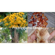 Prickly Narra Seeds (Red Narra) ( 25 pcs) Buy 2 get 1