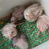 Falk Baby Albino