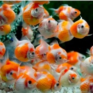 Bibit ikan mas koki mutiara murah