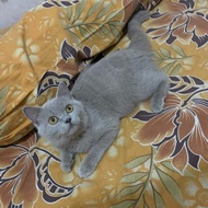 british shorthair betina kucing