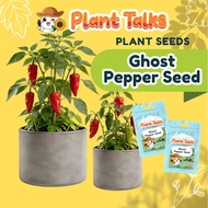 Plant Talks Ghost Pepper Chilli Plant Seed BHUT JOLOKIA Super Hot Chillies Non GMO