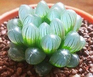 50 เมล็ดพันธุ์ เมล็ด ซักคิวเลนต์ หรือ ไม้อวบน้ำ กระบองเพชร ฮาโวร์เทีย (Haworthia) Succulent seeds อัตราการงอก 80-85%