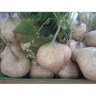 40 super sweet jicama seeds