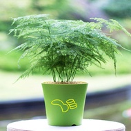 [$9.9 Free Shipping]Rockery Grass Bonsai Grass Seed Water-Absorbing Stone Special Grass Seed，Rockery