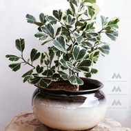 Ficus Triangularis Variegated home garden decoration indoor