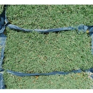 Philipine grass /2x1