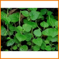 ▌ ▘ ☂ Pansit Pansitan Seeds 50-75 Approx