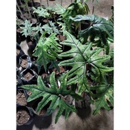 Alocasia Jacklyn SP Sulawesi Rawatan / Alocasia Tanduk Rusa