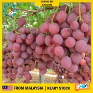 Anak Pokok Anggur Red Globe Grape Import Dari Thailand