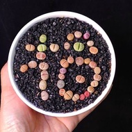 福氣 生石花 多色多品種  屁屁花 新年盆栽 紫色植物 連陶瓷花盆 多肉植物 plant succulents 喜慶 年花 易種 【實拍。只此一盆】