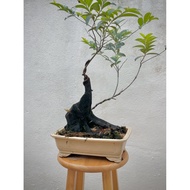 Maba buxifolia bonsai