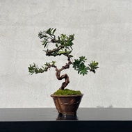 小品盆栽-珍珠羅漢松 原株無嫁接 盆景