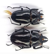 Combo 1 lucanide 57mm samplebag