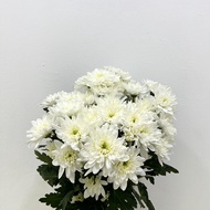 Fresh Flower from Cameron Highland Fresh Cut Chrysanthemum White Pom Pom White