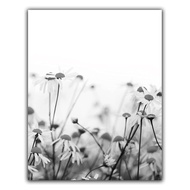 Modern Farmhouse No Wall Art Photo Print X Unframed Rustic Boho Cottage Country Decor Picture of Black and White Wildflower Daisies In Farm Field