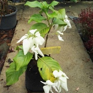 🌱 Janda Kaya Bunga Putih Anak Pokok Hidup Live plant Hiasan Garden Outdoor Tahan Panas - Tinggi 1-2 kaki